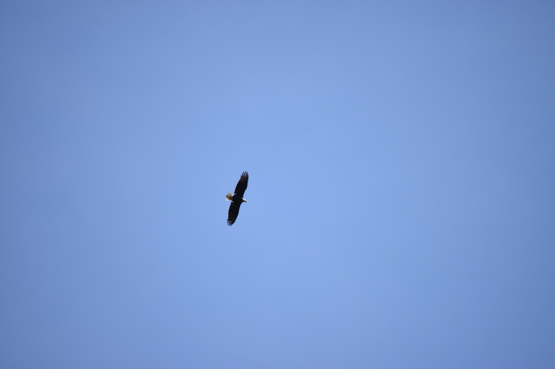 Illustration for article titled Eagle and the Moon